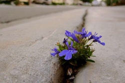 flower in sidewalk crack