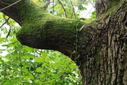 Photo: opentreeoflife.org