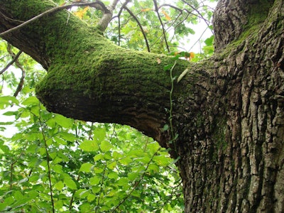 Photo: opentreeoflife.org