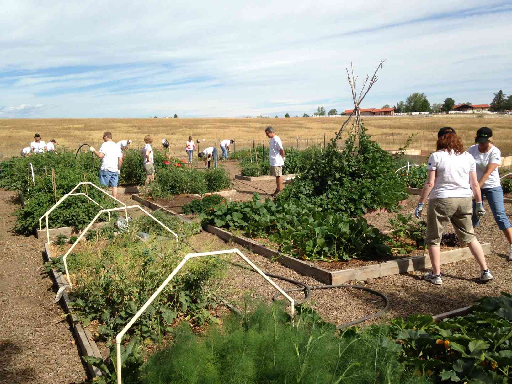 Bayer Zuma's - Restoration