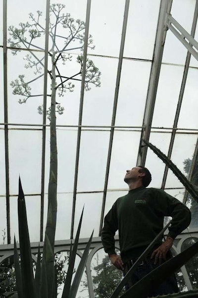 Senior horticulturist Wayne Williams keeps an eye on the Agave Sisalana. Photo Credit: Birmingham Mail