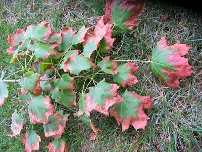 Drought Marginal Scorch