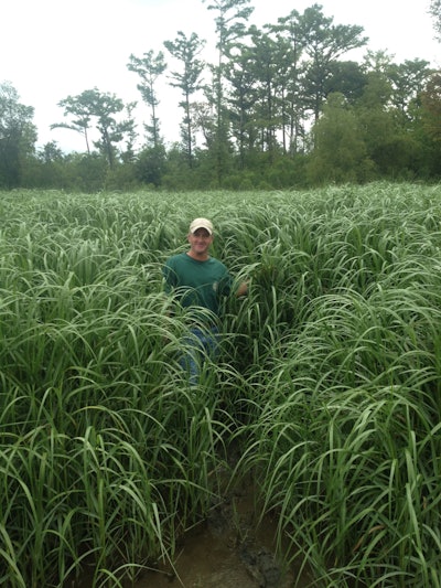 Certified Marsh Grass Varieties, RES’ ERS Nursery, Pointe Aux Chenes, Louisiana