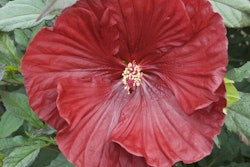 Hibiscus Cranberry Crush flower