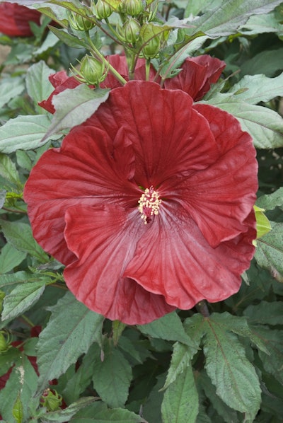 Hibiscus Cranberry Crush flower