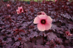 Hibiscus acetosella ‘Panama Red’ Photo: idtools.org