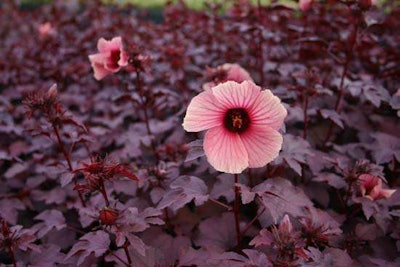 Hibiscus acetosella ‘Panama Red’ Photo: idtools.org