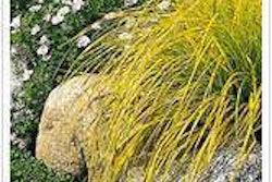 img_plant_1