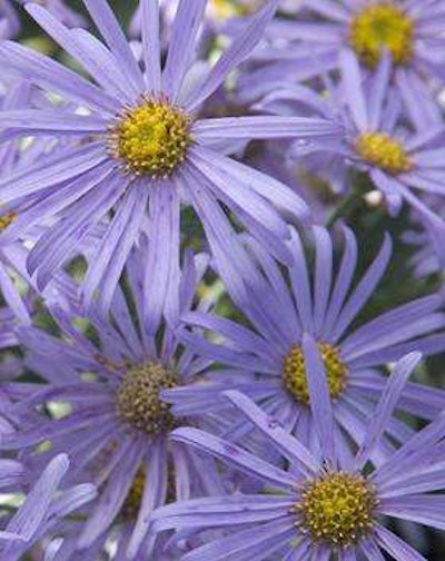 Purple Dome New England Aster