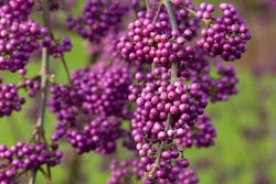 1399-extreme-close-up.093707