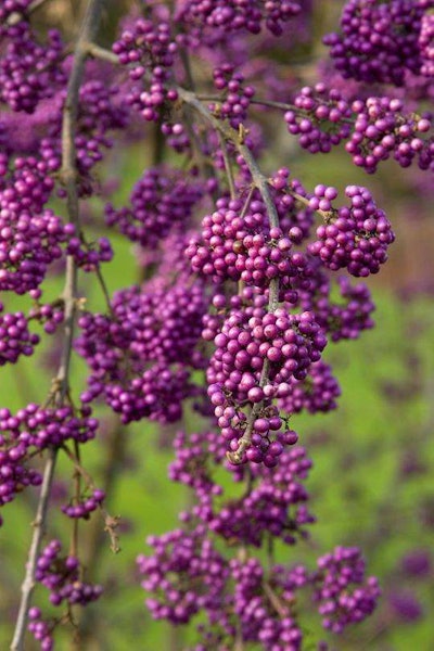 Profusion Beautyberry