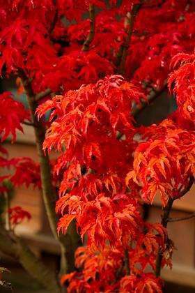 Shishigashira Japanese Maple