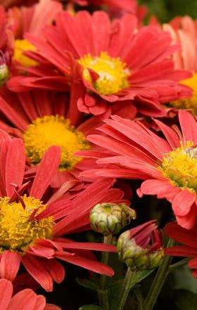 Red Daisy Garden Mum