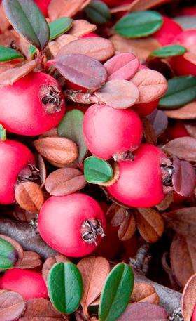 Eichholz Cotoneaster