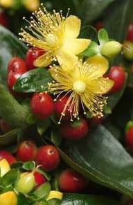 Ignite Red St. John’s Wort