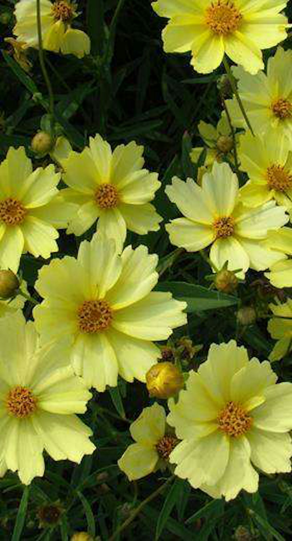 Keep Your Client S Property Fruitful And Flowering In The Fall Total Landscape Care