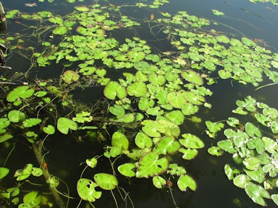 Photo: Clemson Cooperative Extension