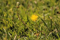 Broad-Leaf Weeds