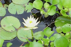 Water lillies and water hyacinth Photo: Clemson Cooperative Extension