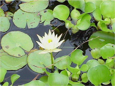 Water lillies and water hyacinth Photo: Clemson Cooperative Extension