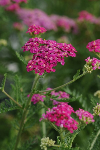 Ball Horticultural Company