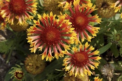 Blanket Flower ‘Fanfare’