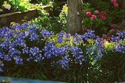 Groundcover