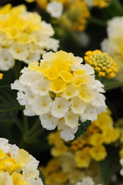 Ball Horticultural Company