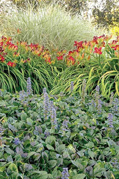 Monrovia-Catlins-Giant-Carpet-Bugle-Ajuga-reptans-Catlins-Giant