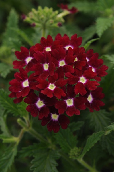 Ball Horticultural Company