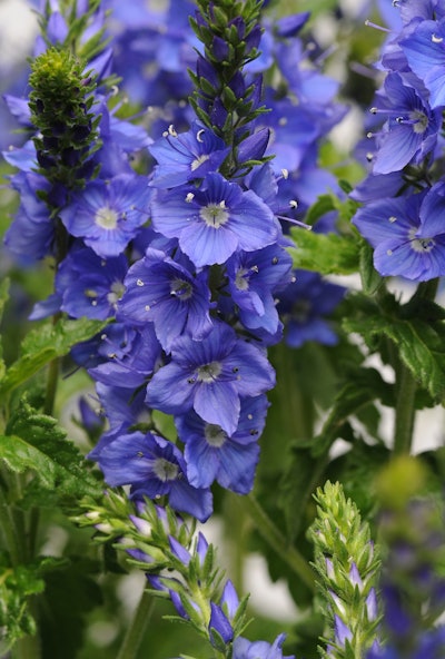 Ball Horticultural Company