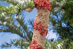 candy cane birdseed