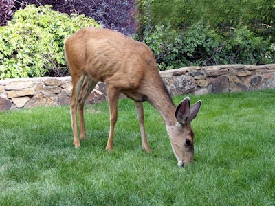 shutterstock_63384826