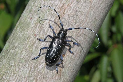Asian Longhorned Beetle