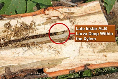 Fig 10 ALB Larva Deep Within Xylem - BOGGS