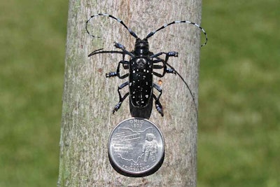 ALB Adult