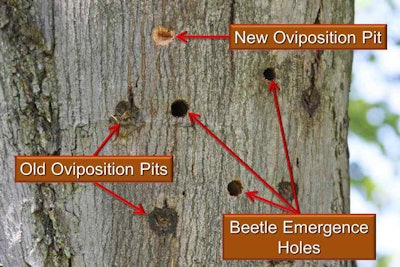 Fig 16 ALB Exit Holes and Oviposition Pits - BOGGS
