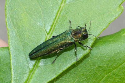 Emerald Ash Borer