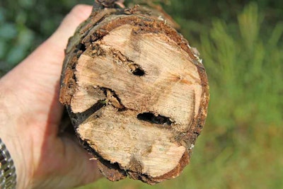 Tunneling Damage: Structural Weakening of the Xylem