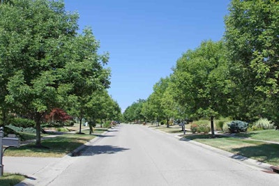 Treated Ash Trees