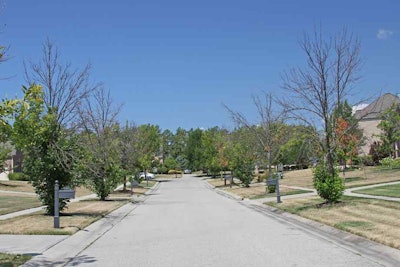 Untreated Ash Trees
