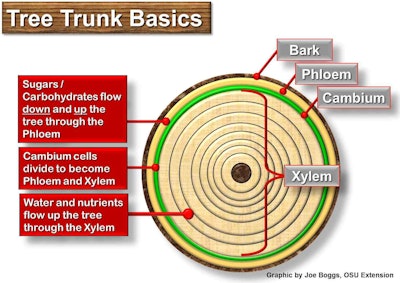 Fig 4 Graphic - Tree Trunk Basics - BOGGS