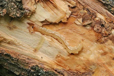 EAB Larva in the Phloem