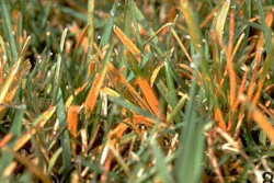 turf-rust-big