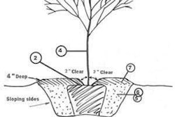 As the saying goes, “It is better to plant a $10 tree in a $100 hole than a $100 tree in a $10 hole.” Maryland.gov