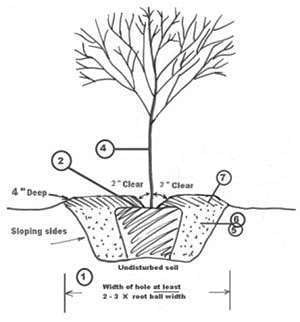 As the saying goes, “It is better to plant a $10 tree in a $100 hole than a $100 tree in a $10 hole.” Maryland.gov