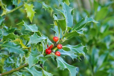 english-holly-ilex-aquifolium-common-holly-391-p