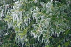 ice_holly_tree_1