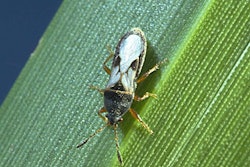 ChinchBug