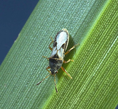 Southern chinch bug on blade of St. Augustine Photo: David Shetlar, The Ohio State University, Bugwood.org